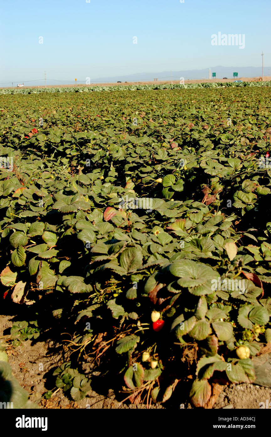 Erdbeerfeld in der Nähe von etwa zentralen Küste von Kalifornien Stockfoto