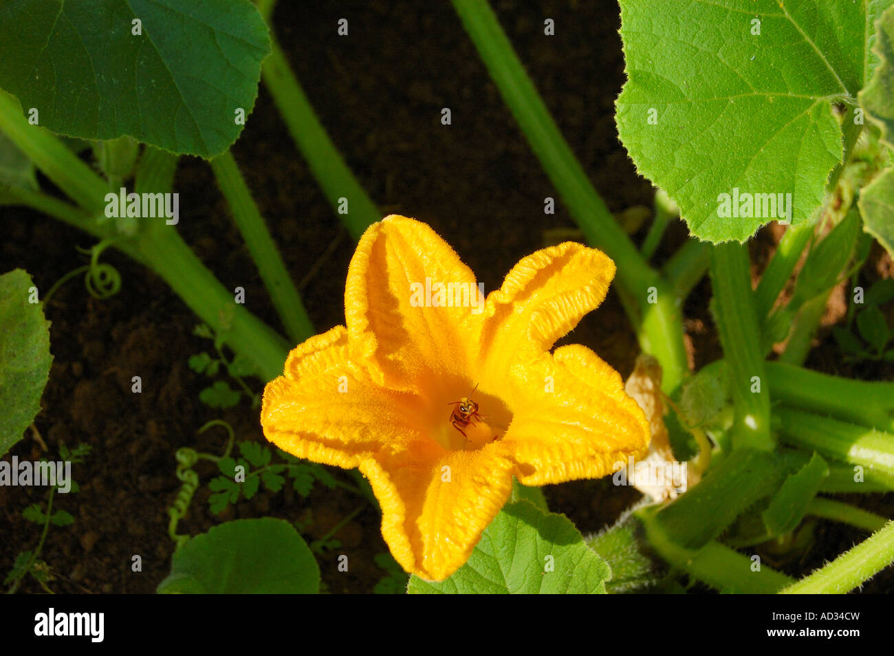 Bienen bestäuben Kürbis Blume Stockfoto