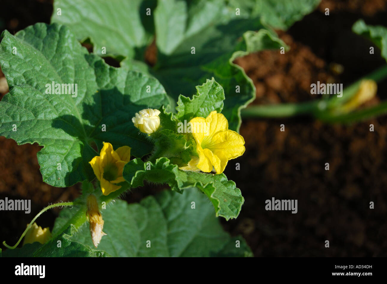 Canteloupe Blumen und Pflanzen Stockfoto