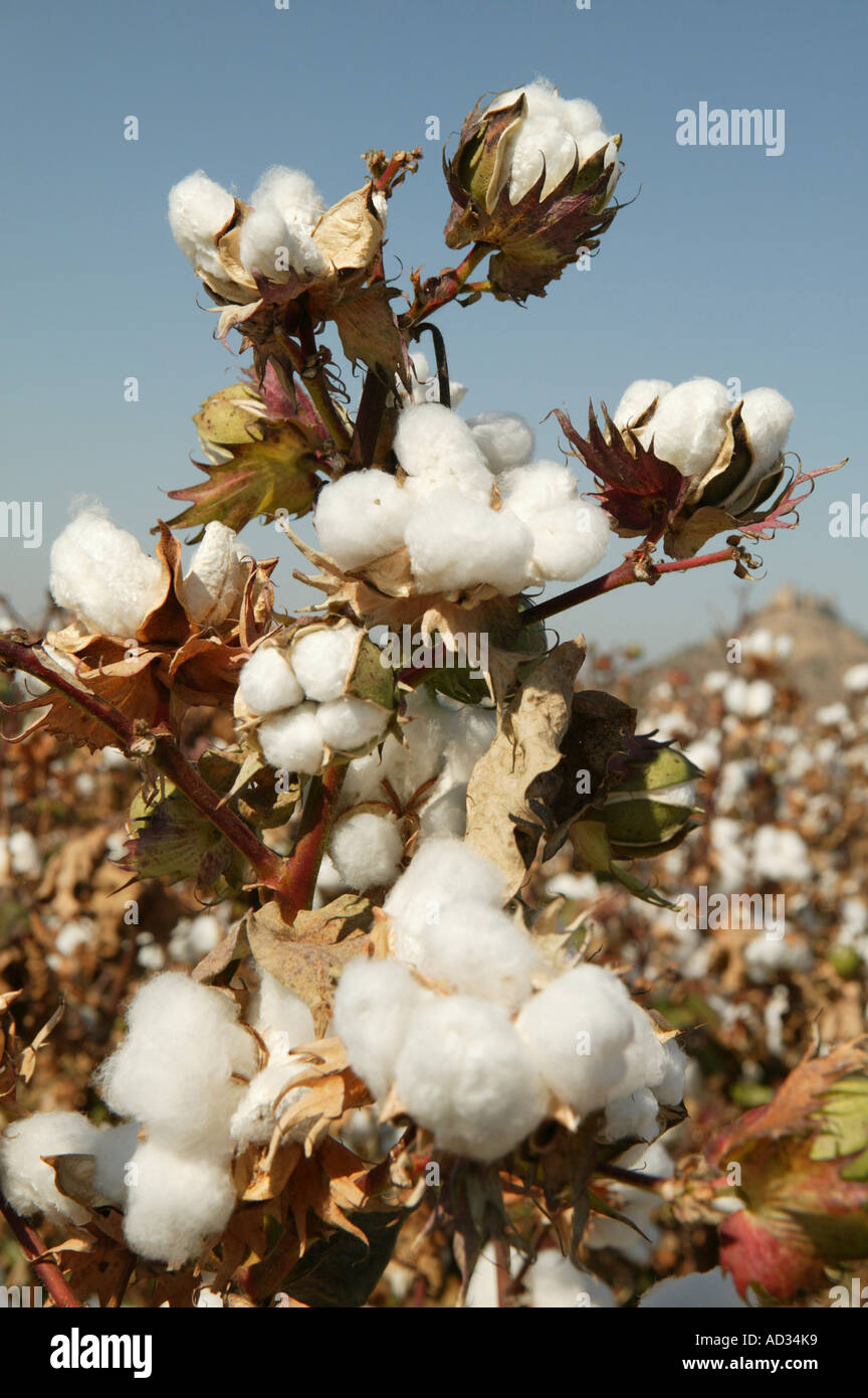 Feld mit der Baumwollernte in Andalusien Stockfoto