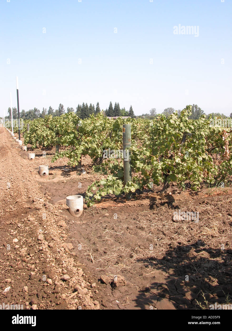 Thompson-Traube Weinberg bereit für Flut-Bewässerung, in der Nähe von Fresno Kalifornien USA Stockfoto