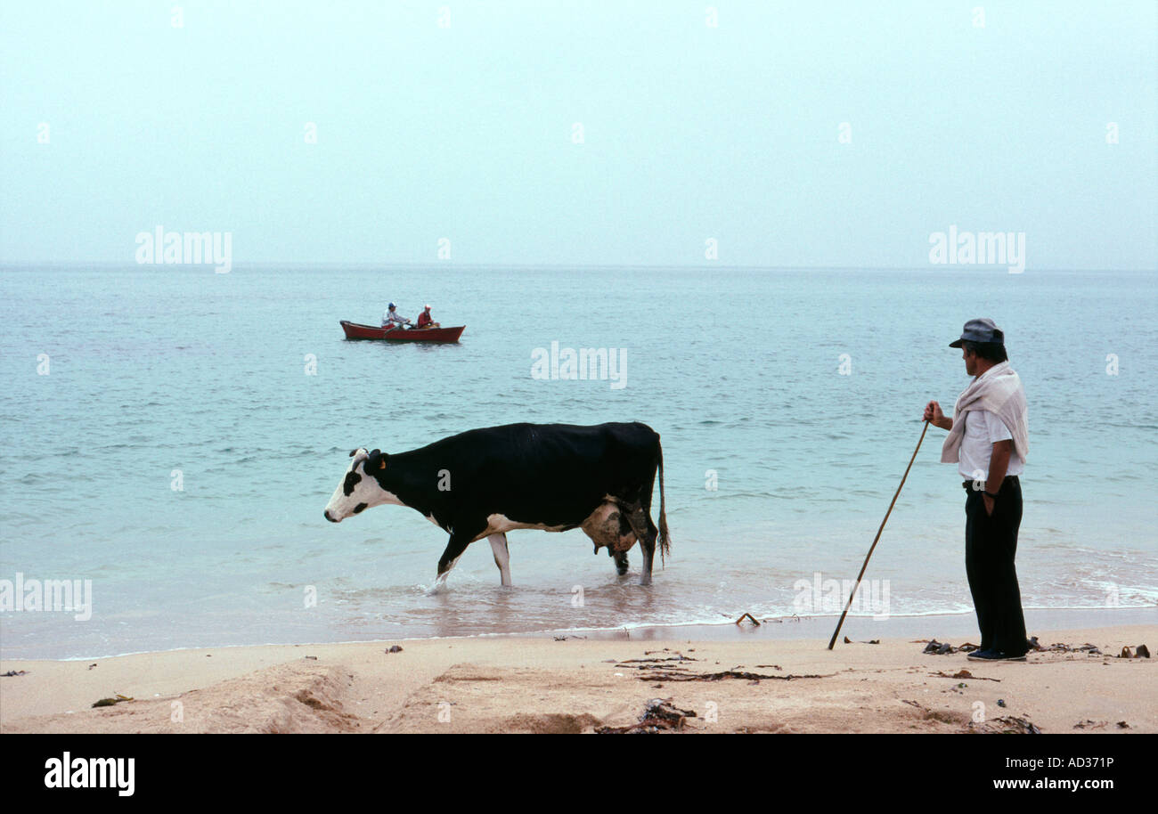 Ein Bauer geht seine Kuh nach Hause von Weideland hinter Ladeira Strand in der Nähe von Corrubedo in Galizien an Spaniens Atlantikküste Stockfoto