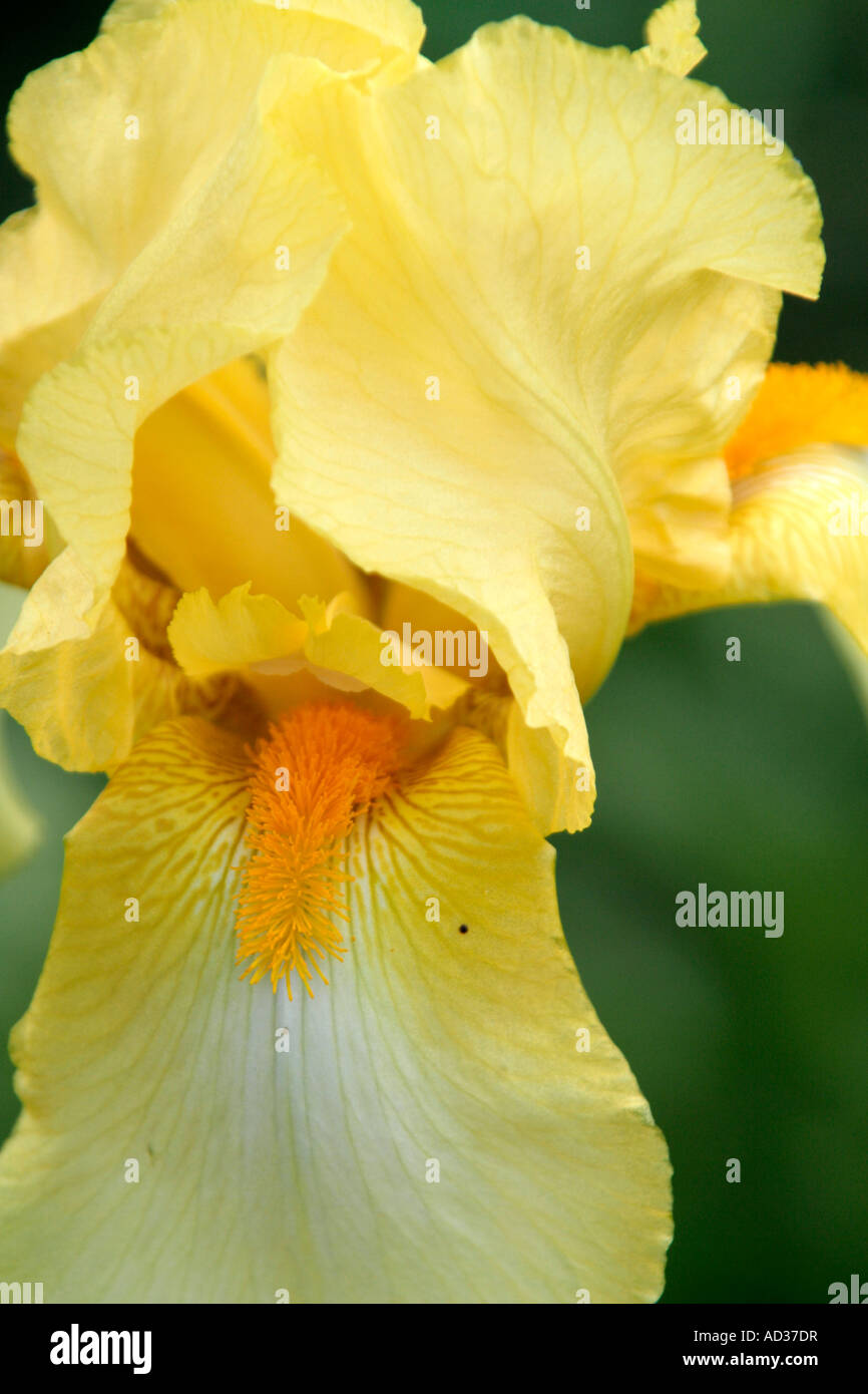 Hoch bärtige Iris blass Primrose im Mai Stockfoto