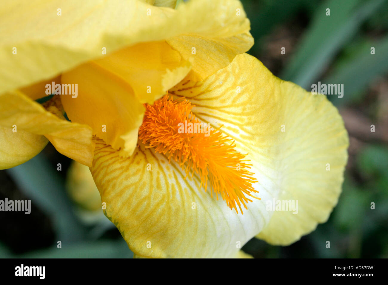 Hoch bärtige Iris blass Primrose im Mai Stockfoto