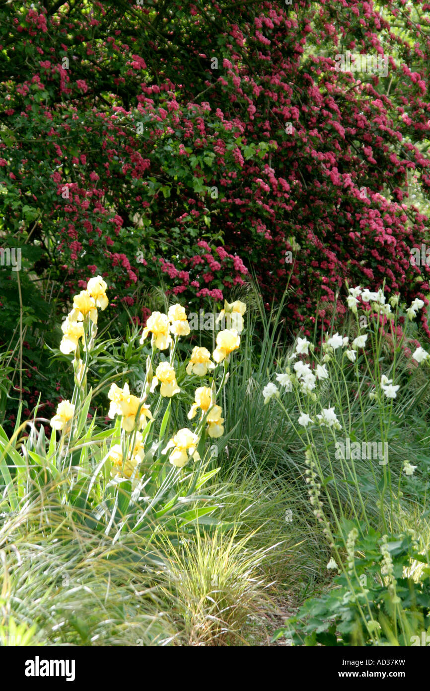 Tall bärtigen Iris blass Primrose Crataegus Paul s Scarlet und Aquilegia Vulgaris Alba in Holbrook Garten Devon Mai Stockfoto