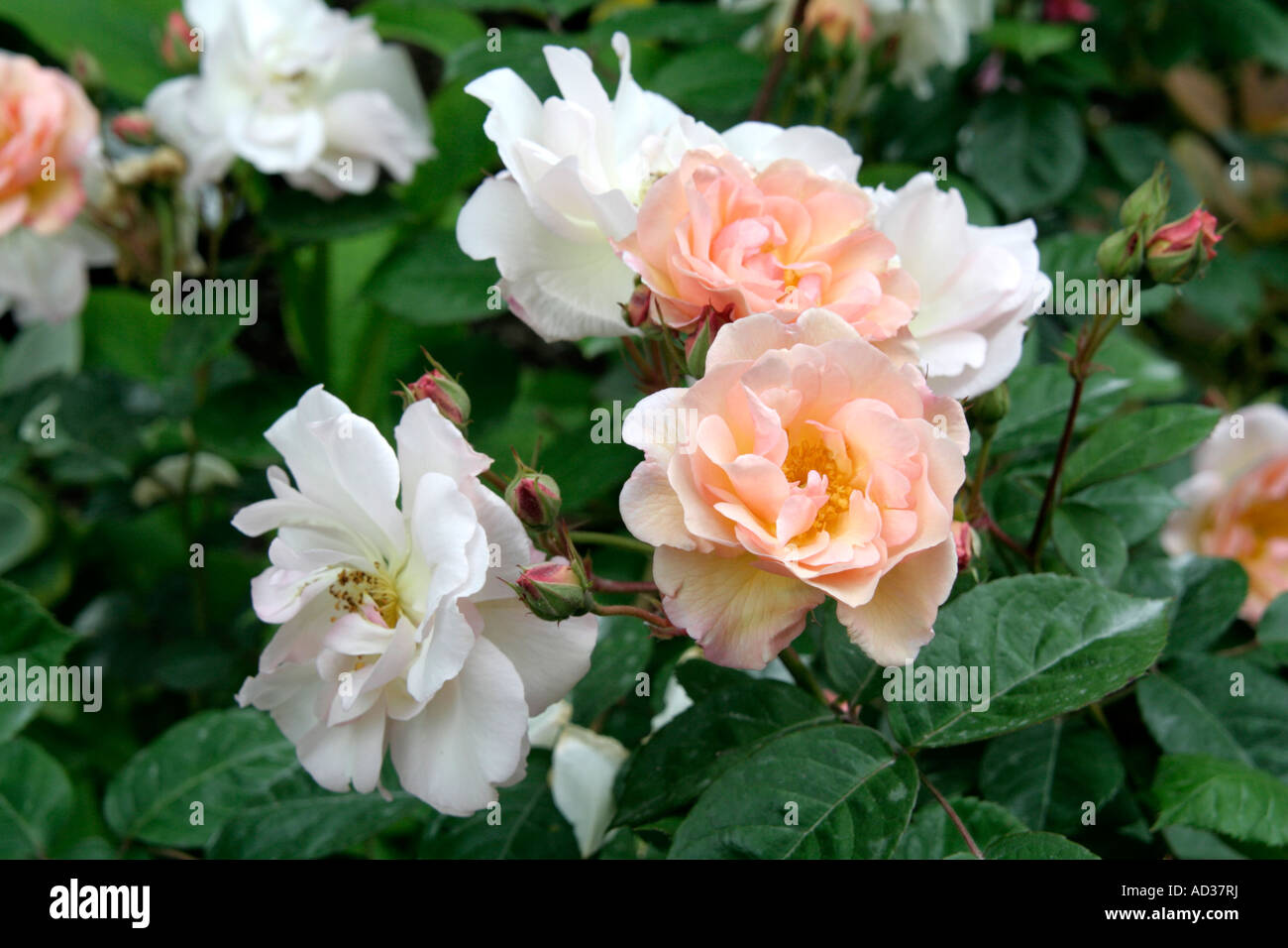 Hybrid Musk Rose Penelope Stockfoto