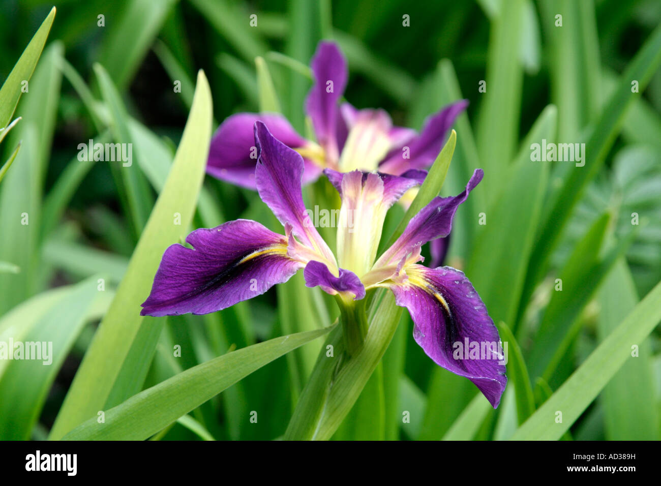 Iris X fulvala Anfang Juni Stockfoto