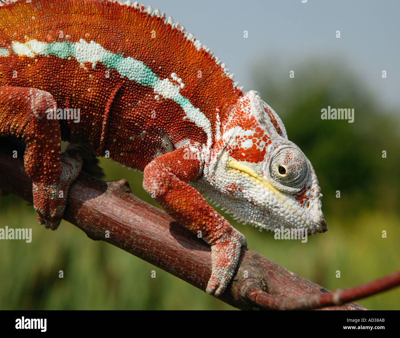 ROTE CHAMÄLEON KLETTERN AUF AST Stockfoto