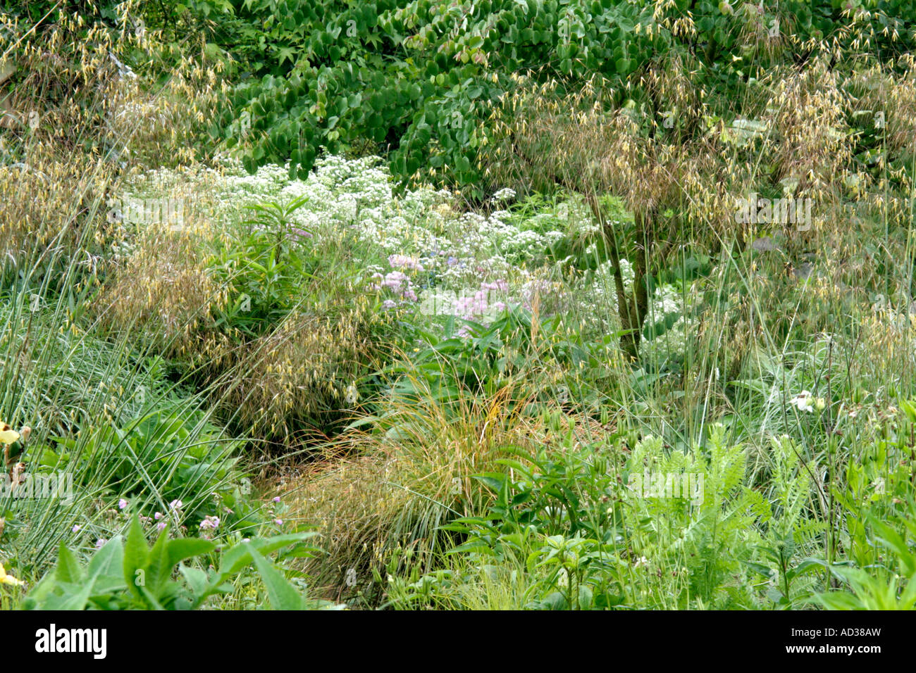Der Natutalistic Stil in nassen Garten am Holbrook während Anfang Juni mit Stipa Gigantea im Vordergrund und Oenanthe Crocata hinter Stockfoto