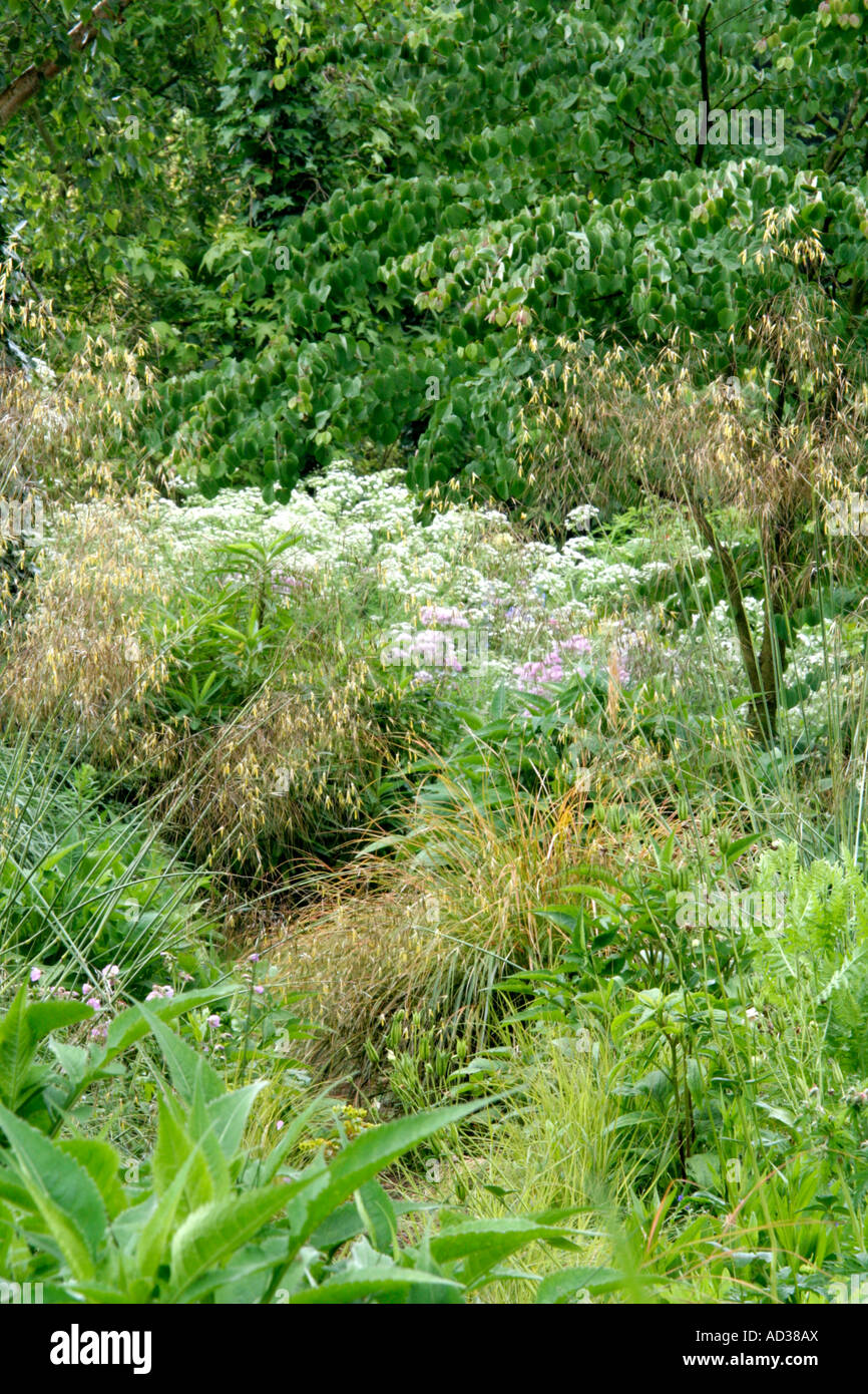 Der Natutalistic Stil in nassen Garten am Holbrook während Anfang Juni mit Stipa Gigantea im Vordergrund und Oenanthe Crocata hinter Stockfoto