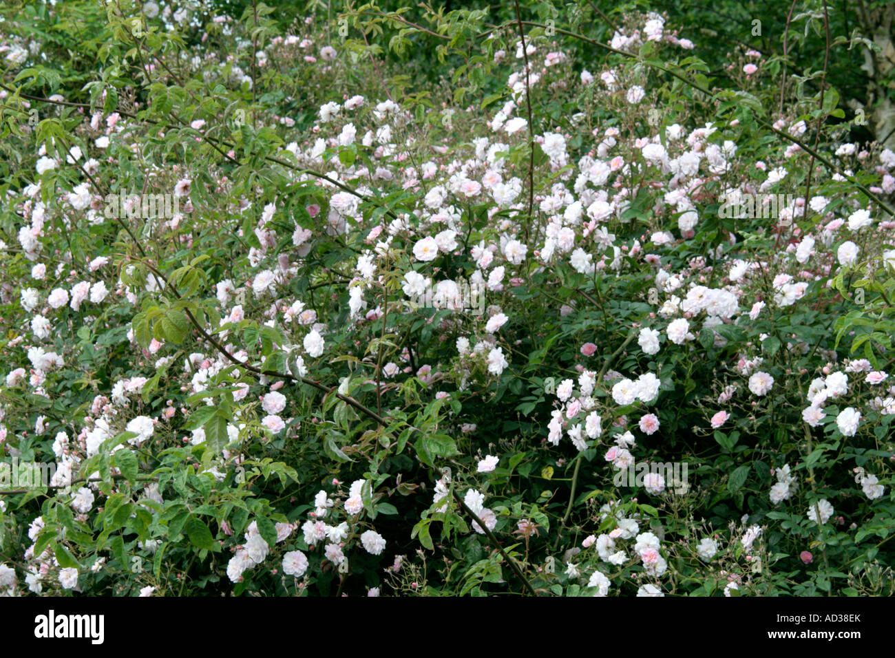 Pauls Himalayan Musk Rose ist ein robuster Rambler mit einem einzigen ...