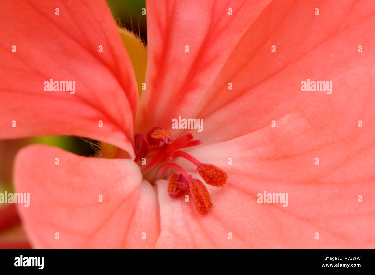 Pelagonium Blume Stockfoto