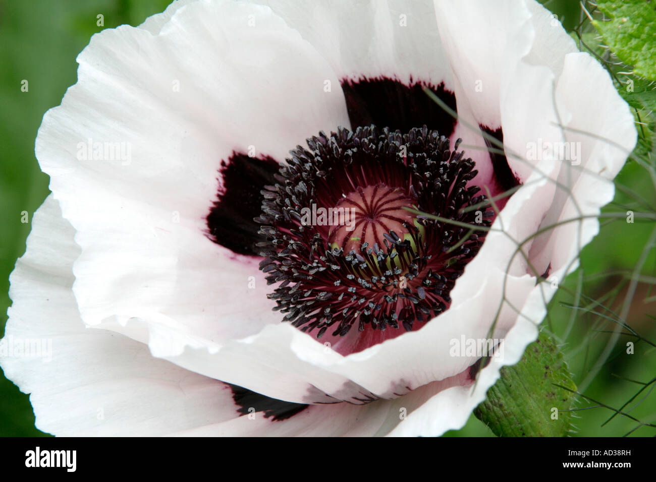 Papaver Perry s weiß Stockfoto