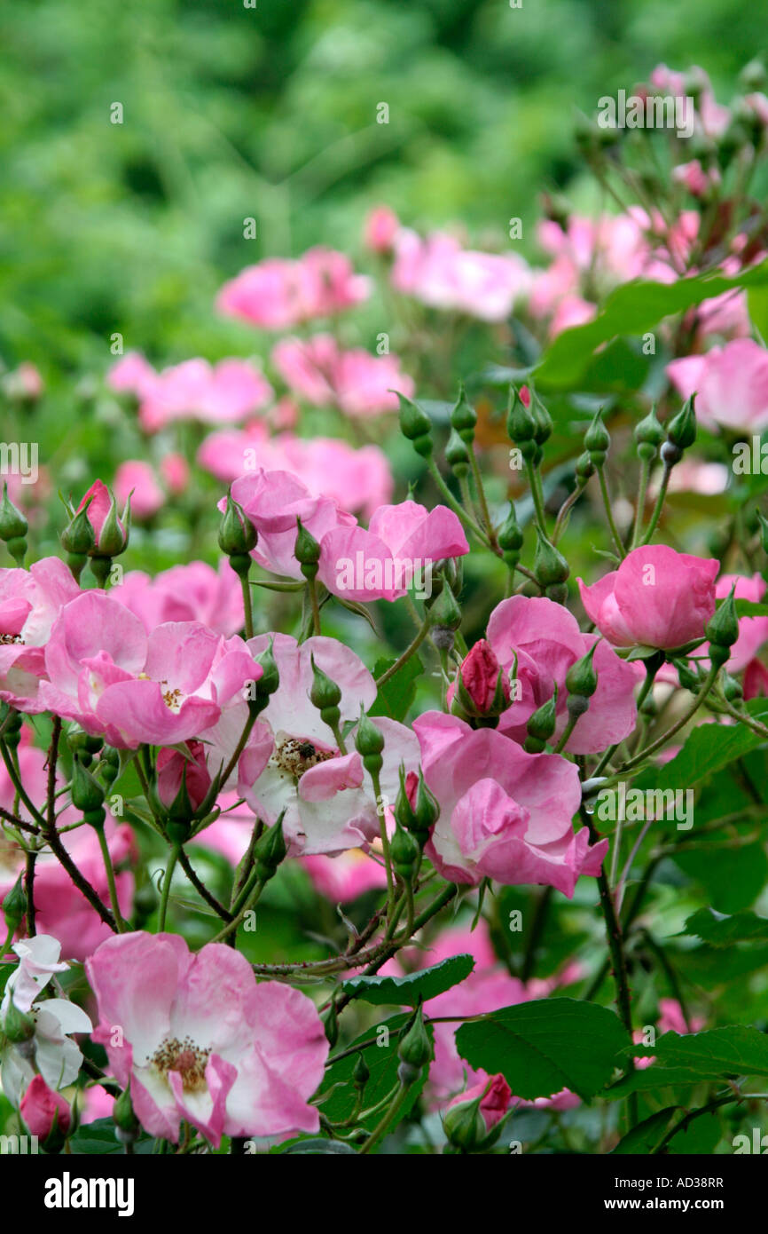 Rose rot Decke trotz seines Namens macht ein mittlerer Größe und Krankheit frei Strauch Stockfoto