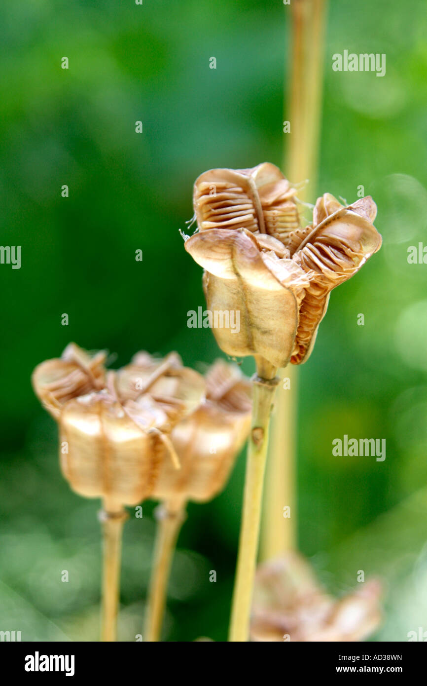 Der Seedheads Fritillaria Meleagris öffnen Anfang Juni Stockfoto