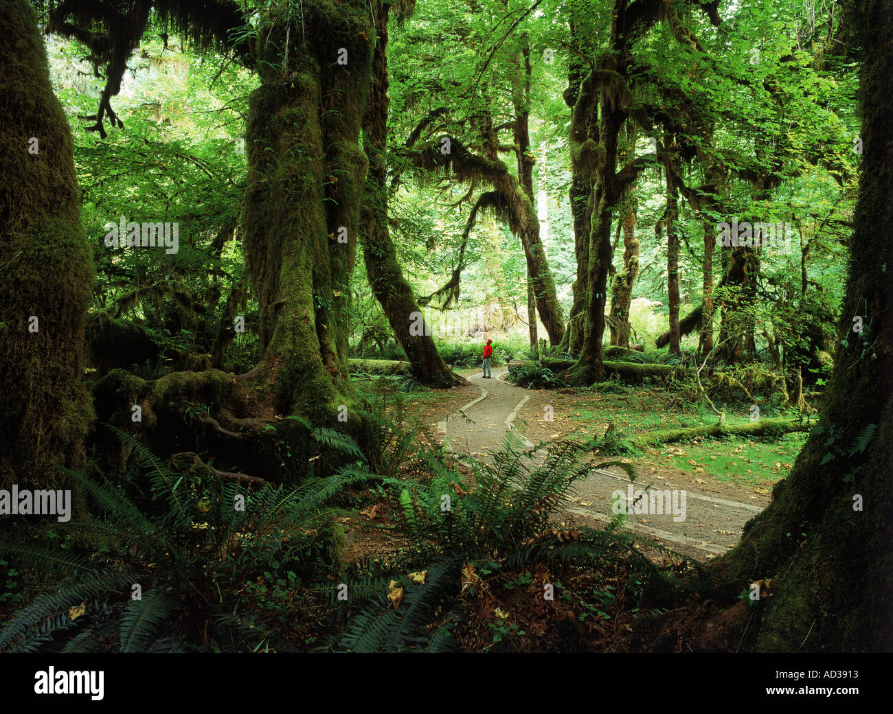 Die Halle der Moose in Hoh River Valley in Olympic Nationalpark auf der Olympic Halbinsel, Washington Stockfoto