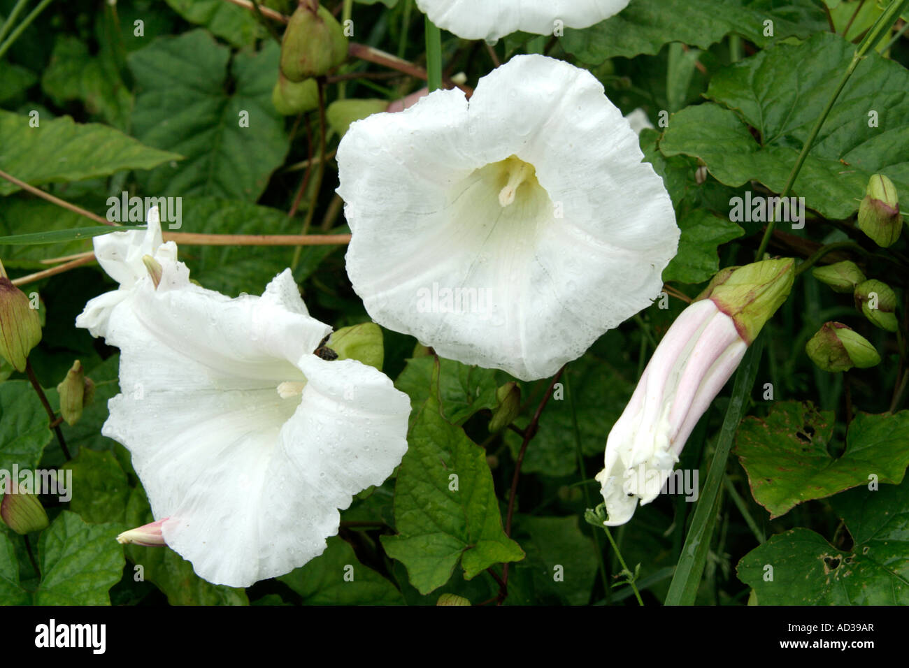 Calystegia Silvatica große Ackerwinde Stockfoto