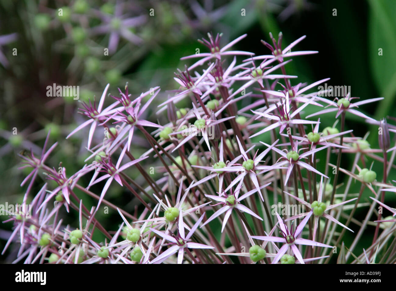 Allium cristophii Stockfoto