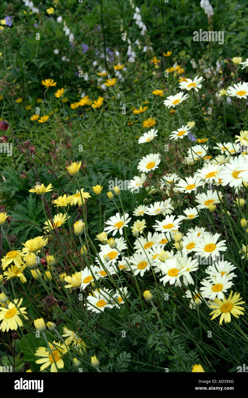 Sommer Daisiies Ende Juni mit Anthemis Wargrave Sorte blass Zitrone gelb Anthemis E C Buxton Stockfoto