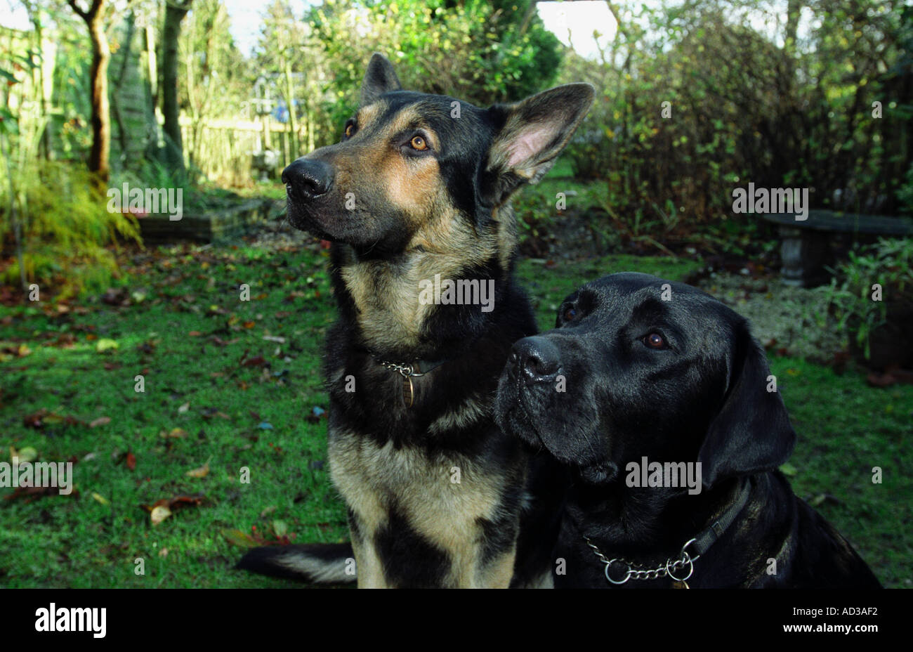 Schwarze Labrador und Deutsche Schäferhunde Stockfoto