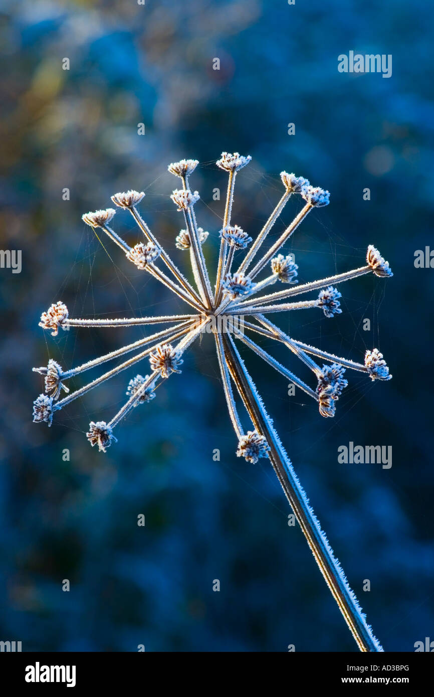 Frostiger Morgen Stockfoto