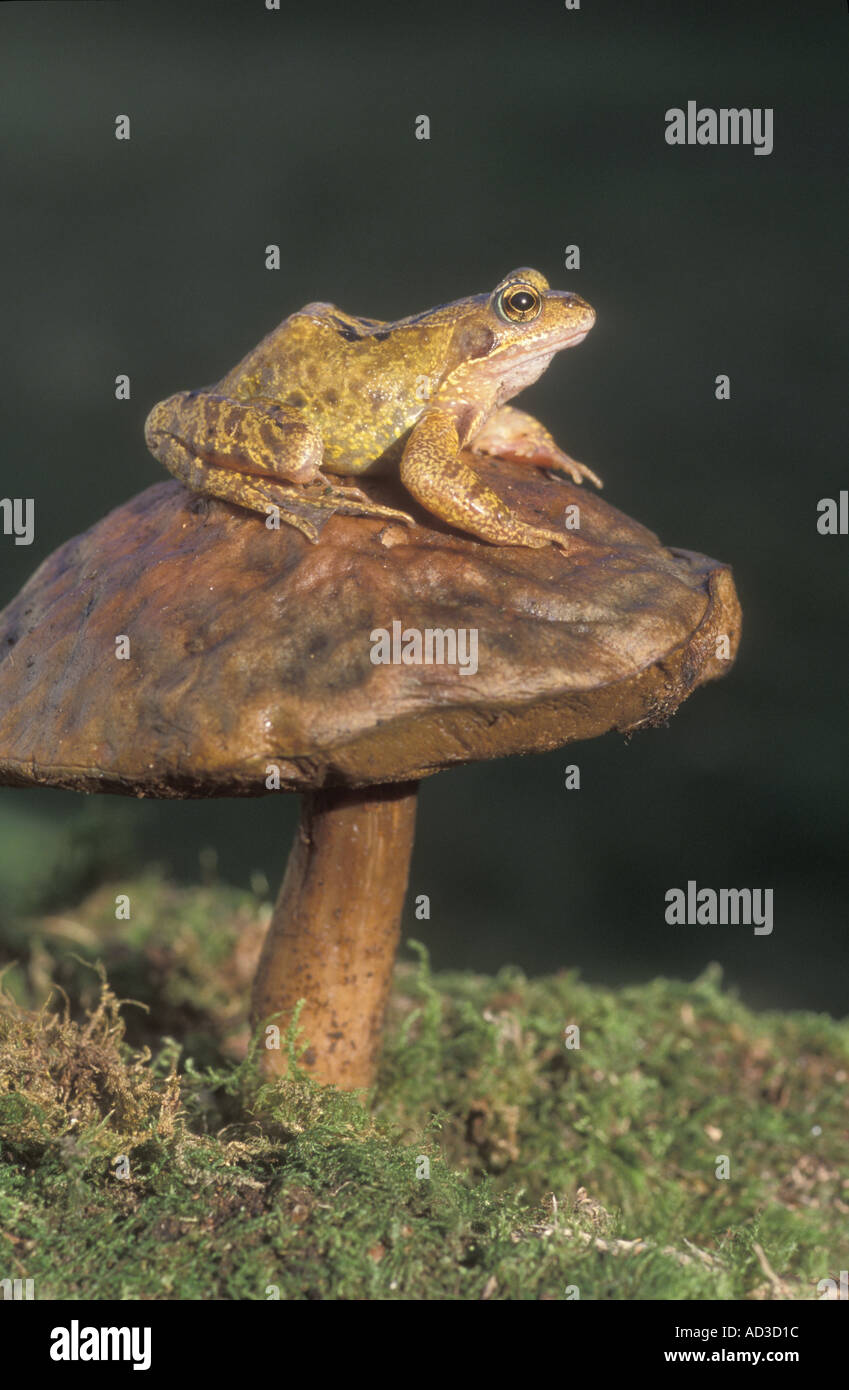 GEMEINSAMEN Frosch Rana temporaria Stockfoto