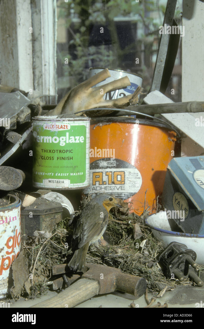 ROBIN Erithacus Rubecula Nest in garage Stockfoto