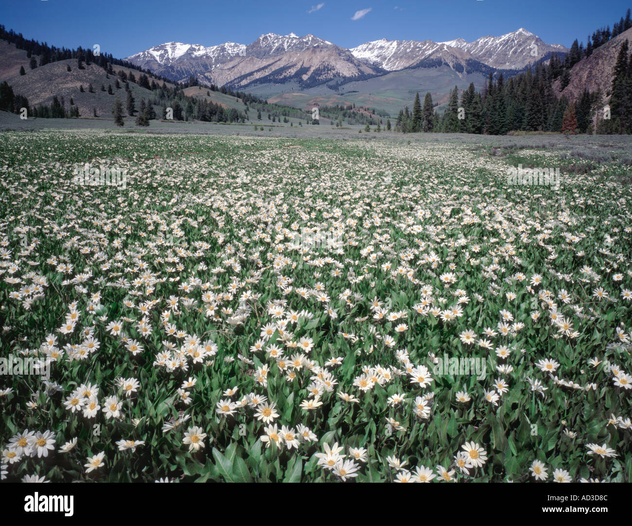 Sägezahn nationale Erholung Area of Idaho zeigt Boulder Berge mit blühenden weißen Wyethia für den Vordergrund Stockfoto