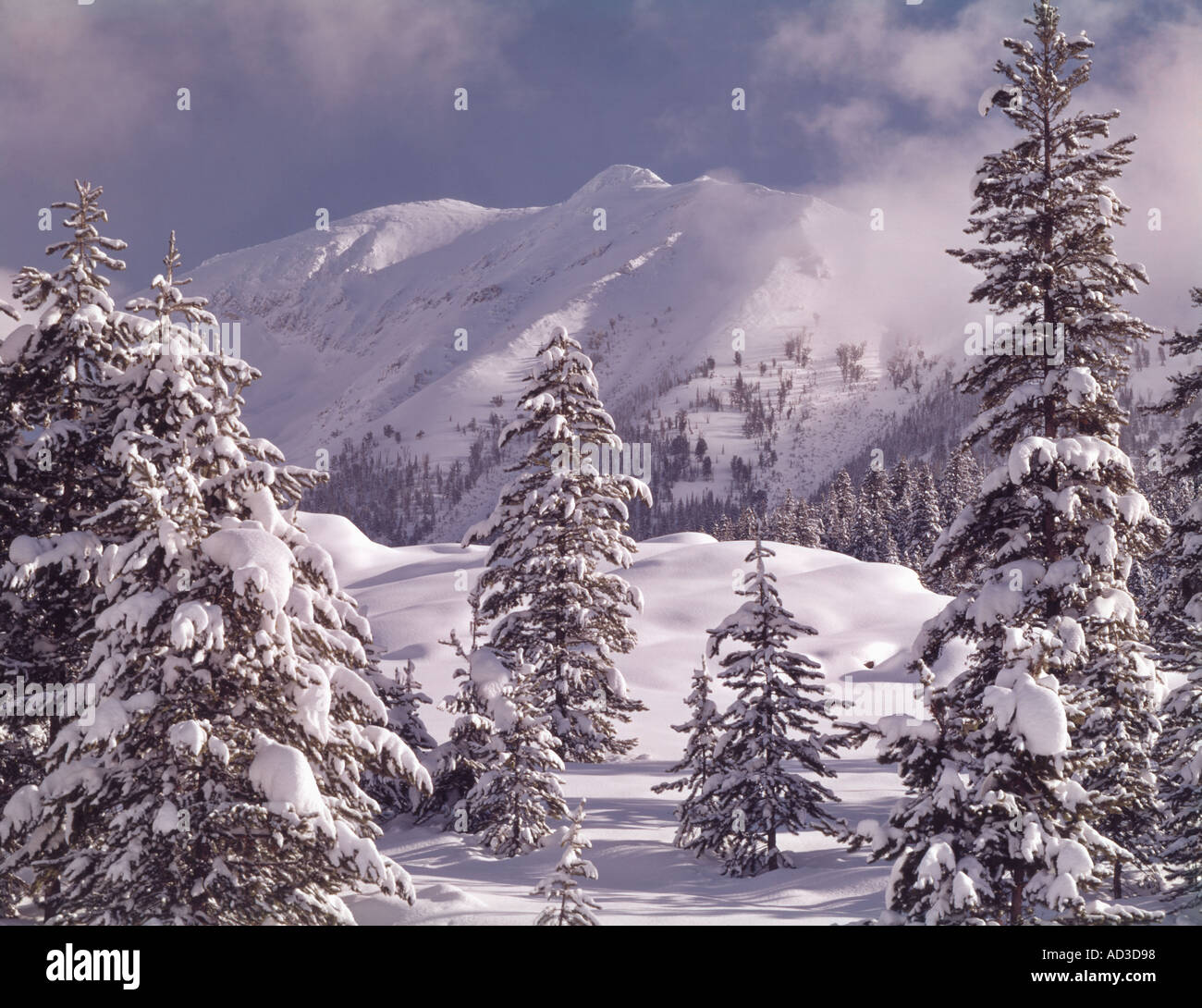 Sägezahn nationale Erholung Gebiet Idaho Neuschnee Drenchen Bäume und Berge von der Boulder-Bereich zeigen Stockfoto