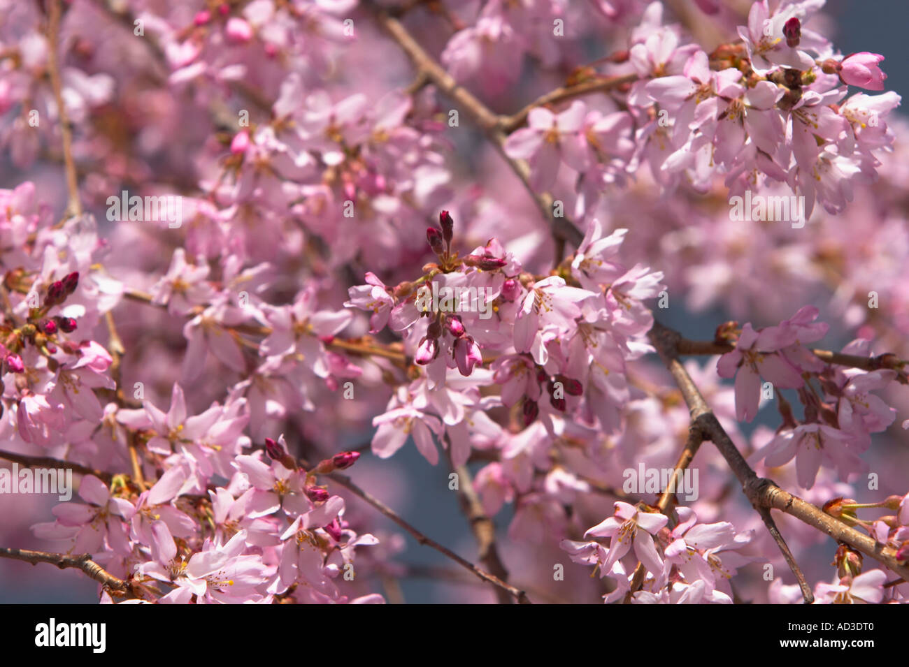 Eine Nahaufnahme von einem weinenden Kirschblüte. Stockfoto