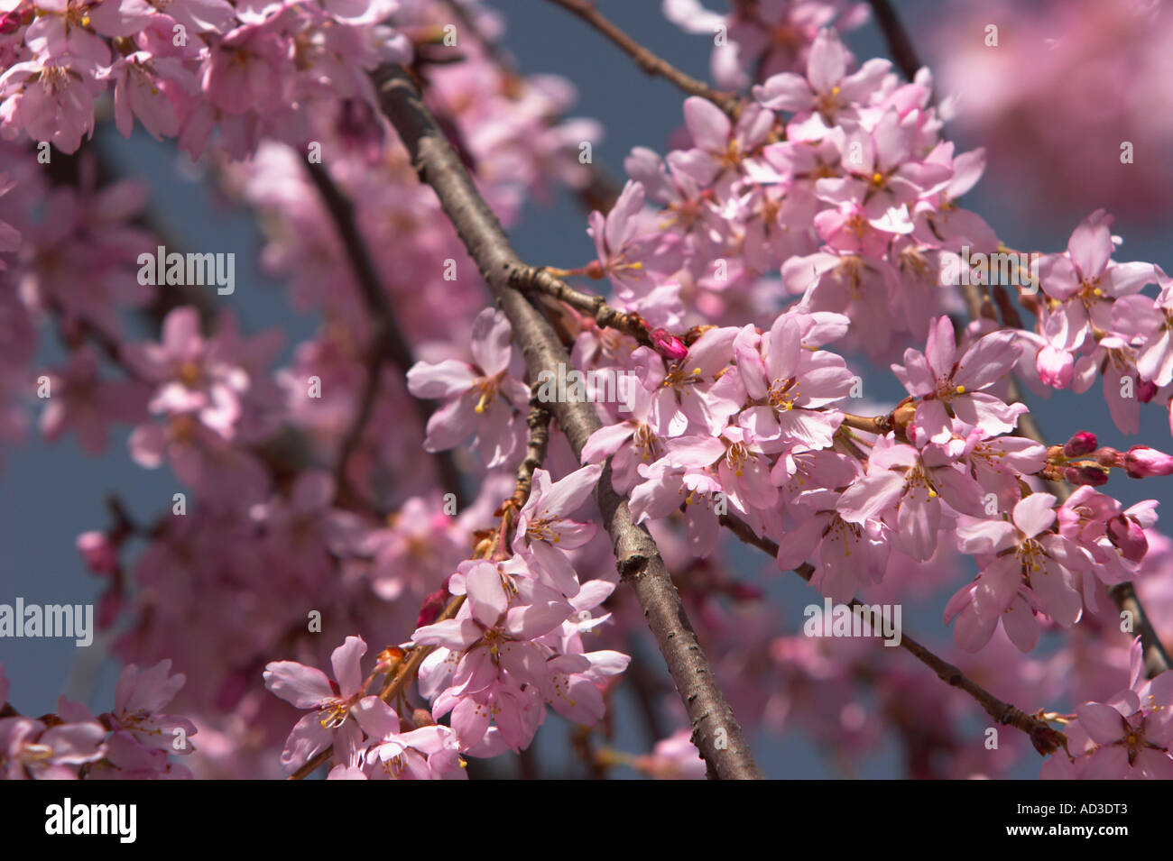 Eine Nahaufnahme von einem weinenden Kirschblüte. Stockfoto