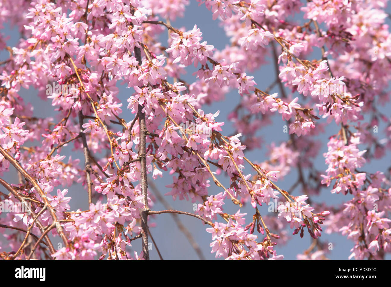 Eine Nahaufnahme von einem weinenden Kirschblüte. Stockfoto