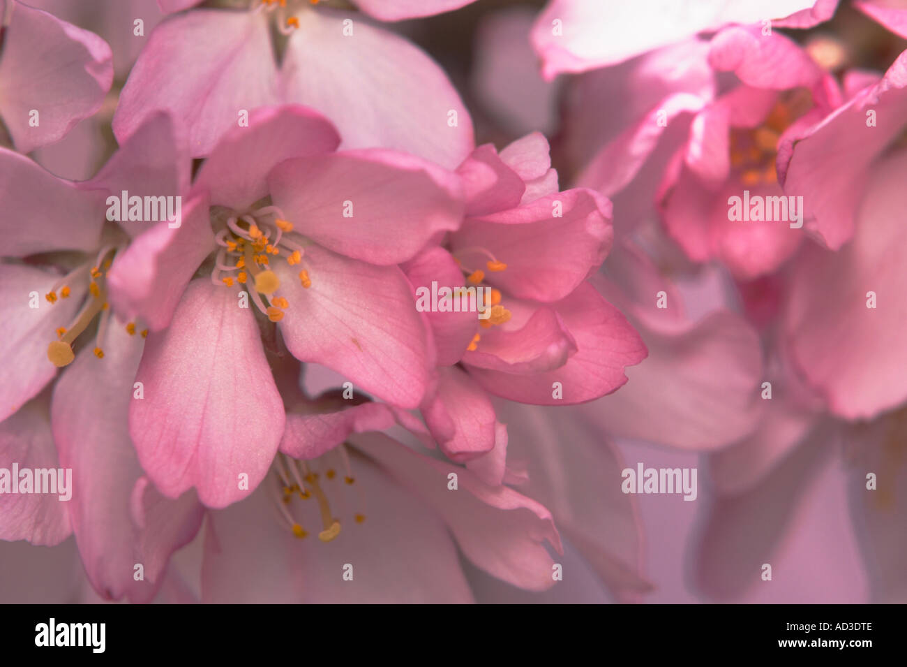 Eine Nahaufnahme von einem weinenden Kirschblüte. Stockfoto