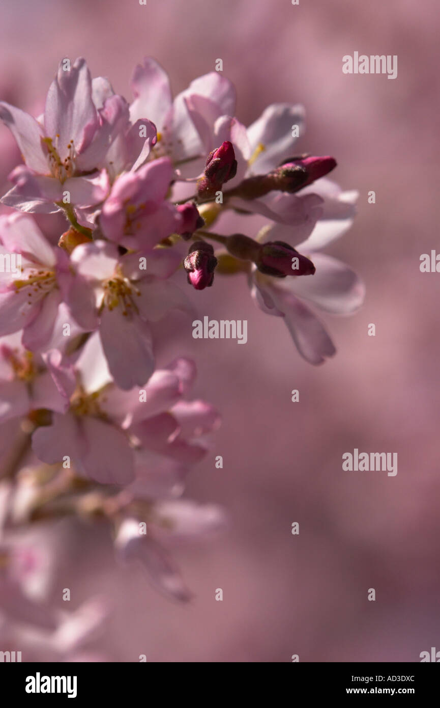 Eine Nahaufnahme von einem weinenden Kirschblüte. Stockfoto