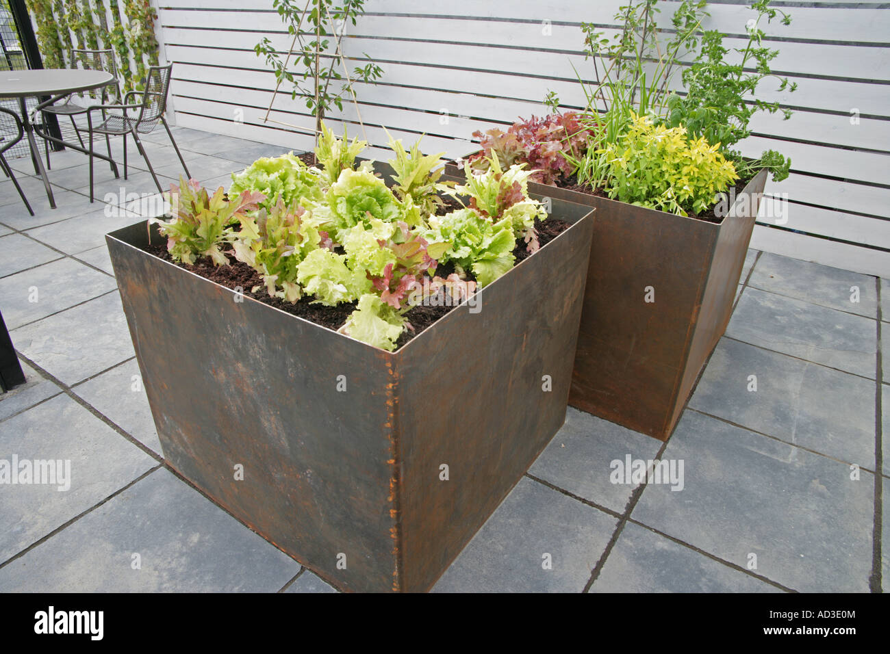 Container gewachsen Salat ernten im Garten von Anne Kennedy bei Bloom 2007 Dublin Gartenschau Stockfoto