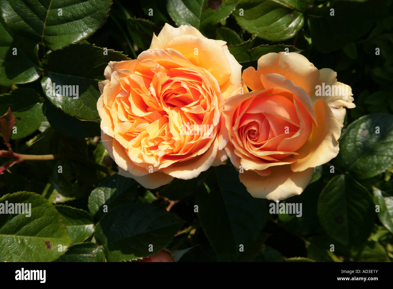 Rosa Amber Queen reichblühende Floribunda rose Stockfoto