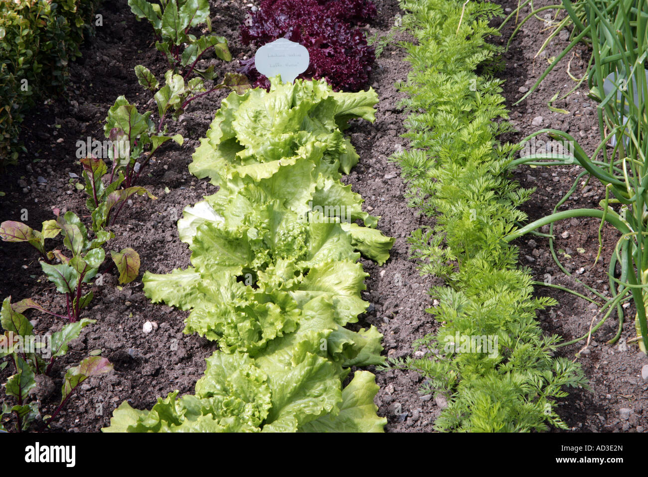 Gemüsegarten Stockfoto