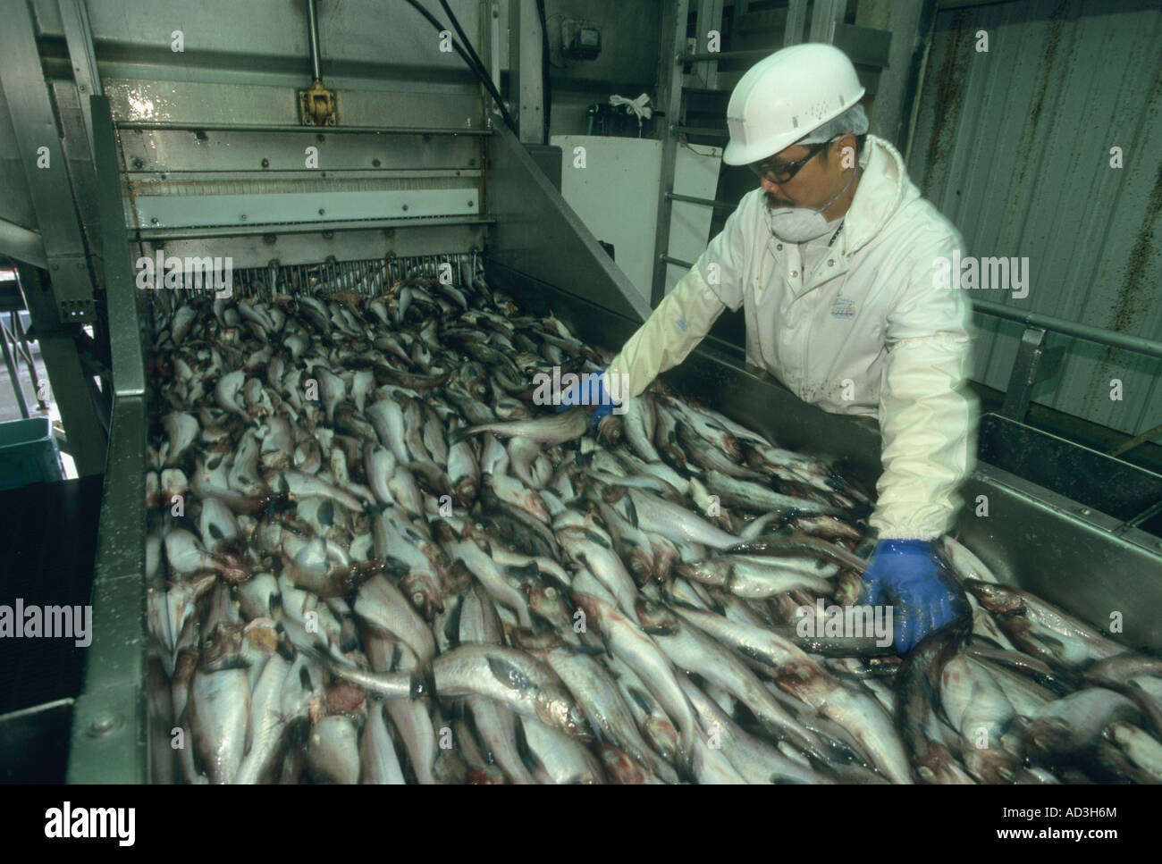 Unisea Pollock Processing Plant, Dutch Harbor, Beringmeer Unalaska Insel, Aleuten, ALASKA Stockfoto