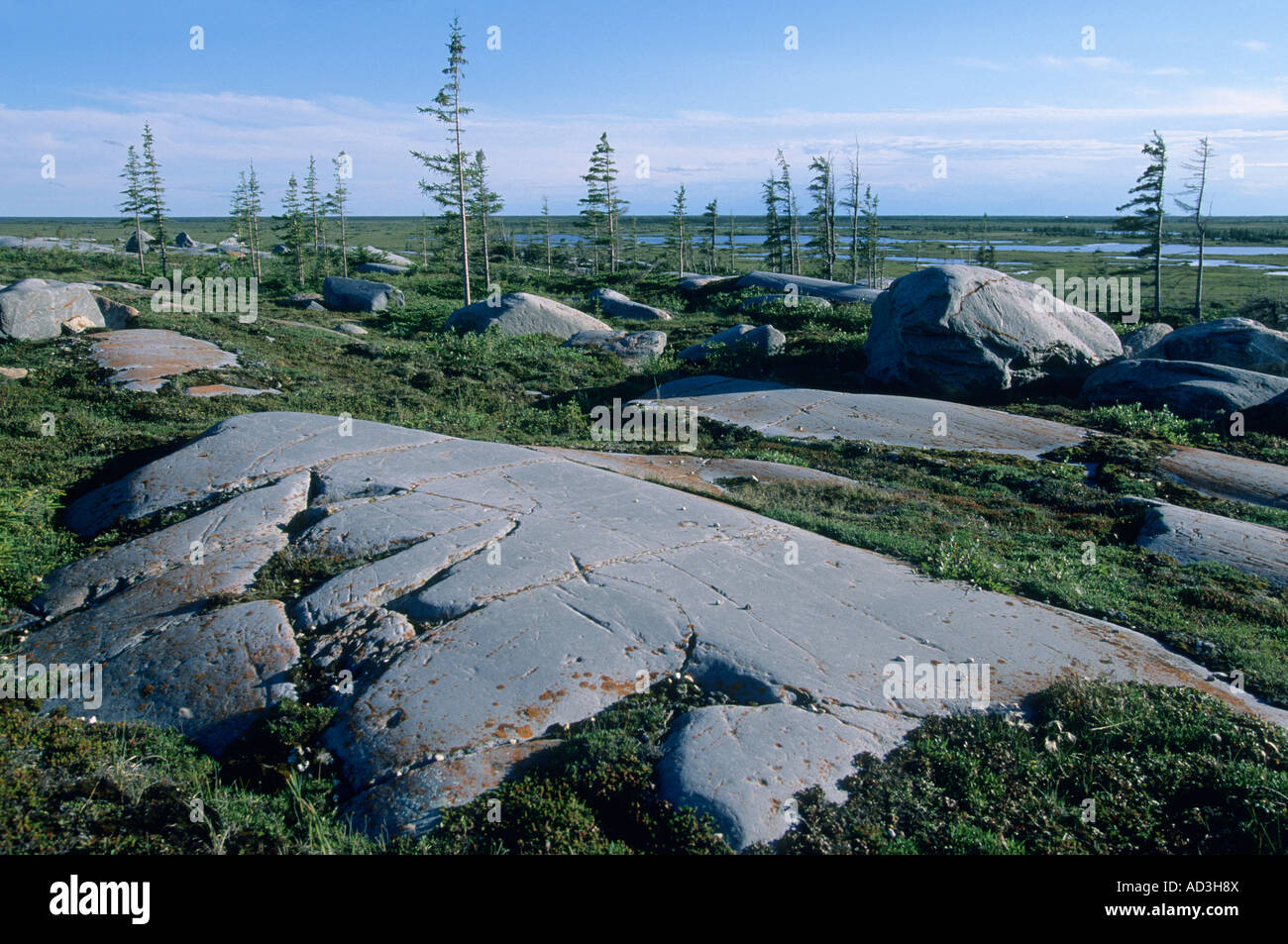 Gletschern geglätteten Felsen, arktischen Tundra, Churchill, Hudson Bay. Manitoba Kanada Juli Stockfoto