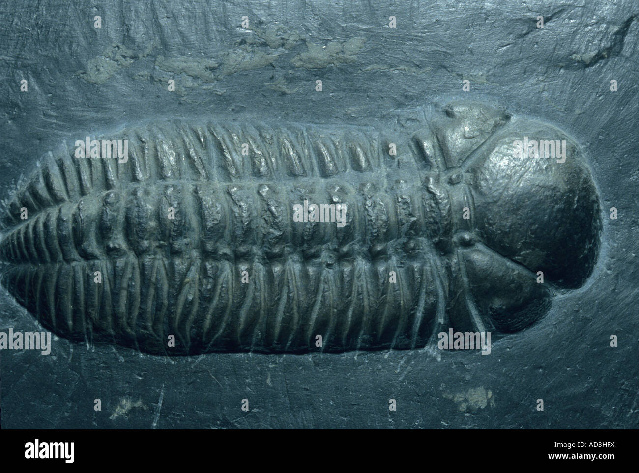 FOSSILEN Trilobiten, Burgess-Schiefers Pre kambrischen Kanada Stockfoto