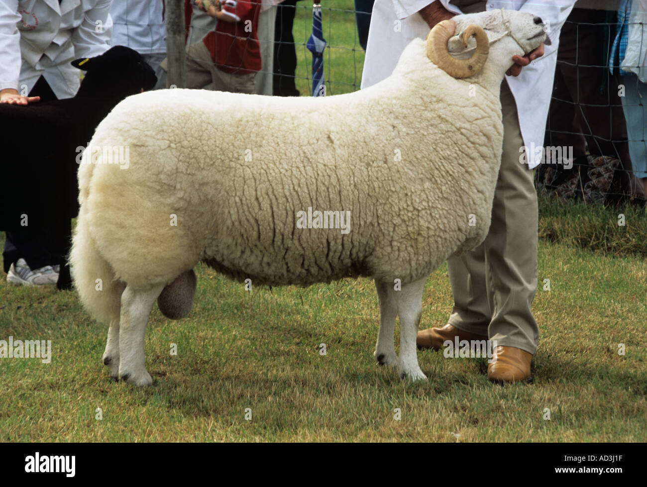 ANGLESEY zeigen GWALCHMAI NORTH WALES UK August einer der Preisträger in der Kategorie Stammbaum Welsh Mountain Sheep Stockfoto