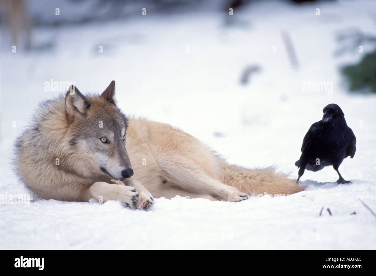 grauer Wolf Canis Lupus Essen und eine gemeinsame raven Corvus Corax in den Ausläufern des Gebirges Takshanuk Alaska Stockfoto