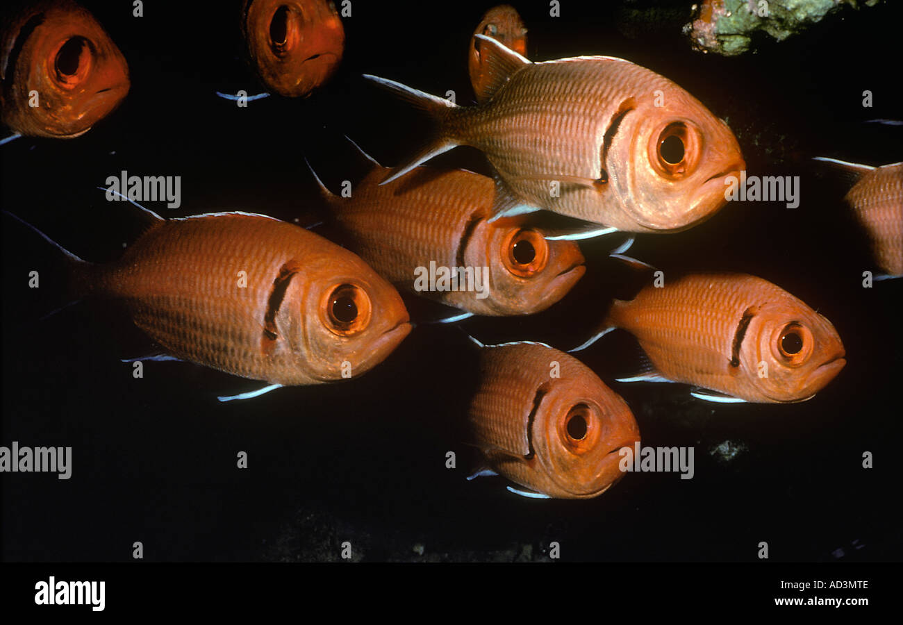 Balken Soldatenfische Myripristis Jacobus Caribbean Stockfoto