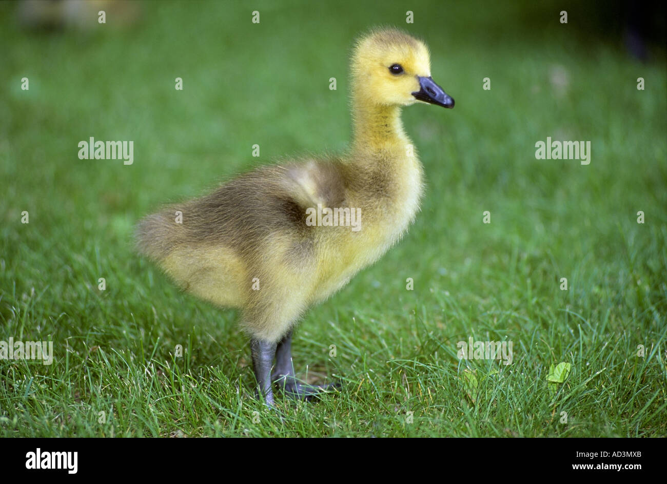 Canada Goose Gosling Branta canadensis Stockfoto