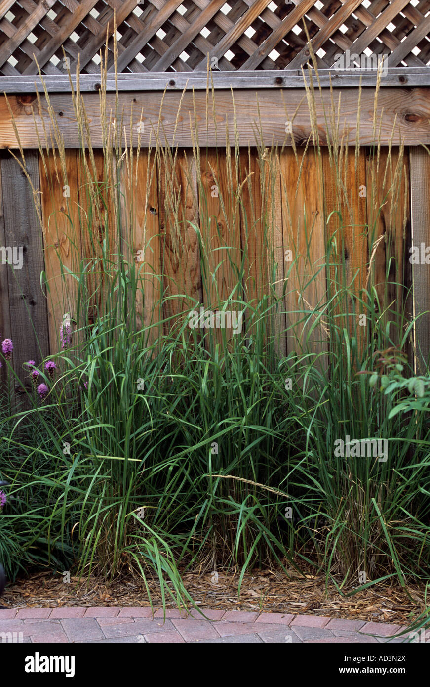 "KARL FOERSTER" REED FEDERGRAS UND LIATRIS GEGEN ZAUN IN TOWNHOME PATIO-GARTEN, MINNESOTA. MITTEN IM SOMMER. Stockfoto