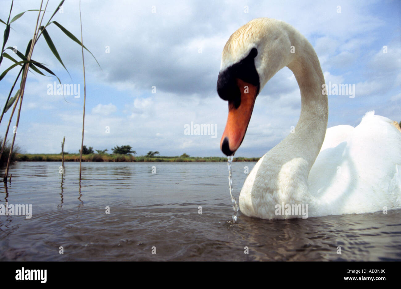 Höckerschwan Cygnus olor Stockfoto