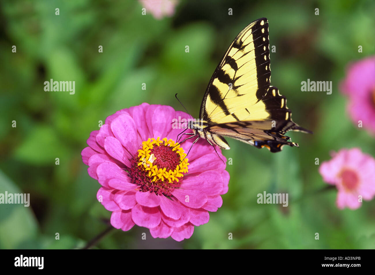 Tiger Swallowtail Butterfly On Zinnia, Papilio glaucus Stockfoto