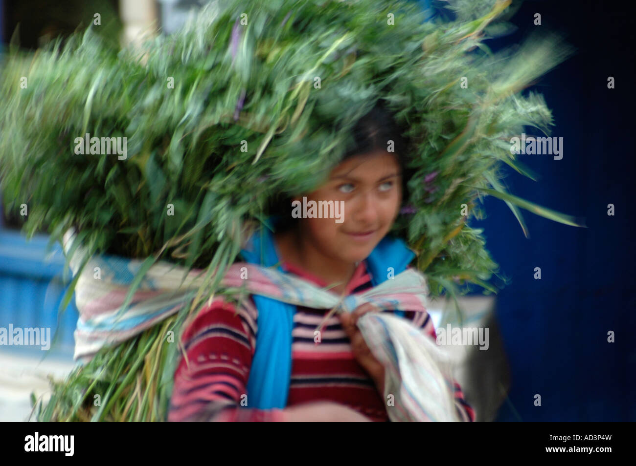 Peruanische Frau, die eine große Last auf ihren Schultern tragen Stockfoto