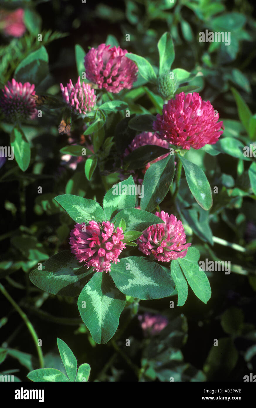 Rotklee Trifolium pratense Stockfoto