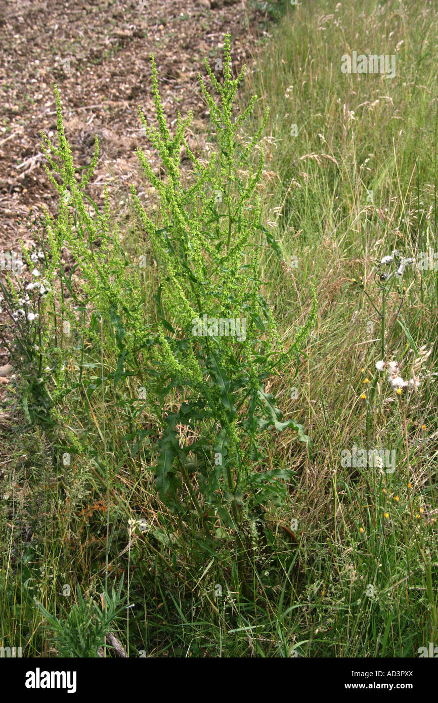 Curled Dock, Rumex crispus, Polygonaceae Stockfoto